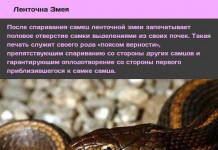 Странное сексуальное поведение у животных