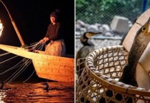 Ukai – необычная японская рыбалка при помощи бакланов