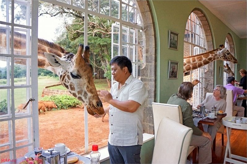 Необычные отели Африки – The Giraffe Manor