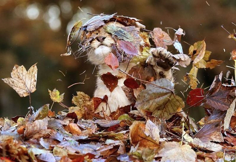 Неистовая схватка львёнка с кучкой осенних листьев