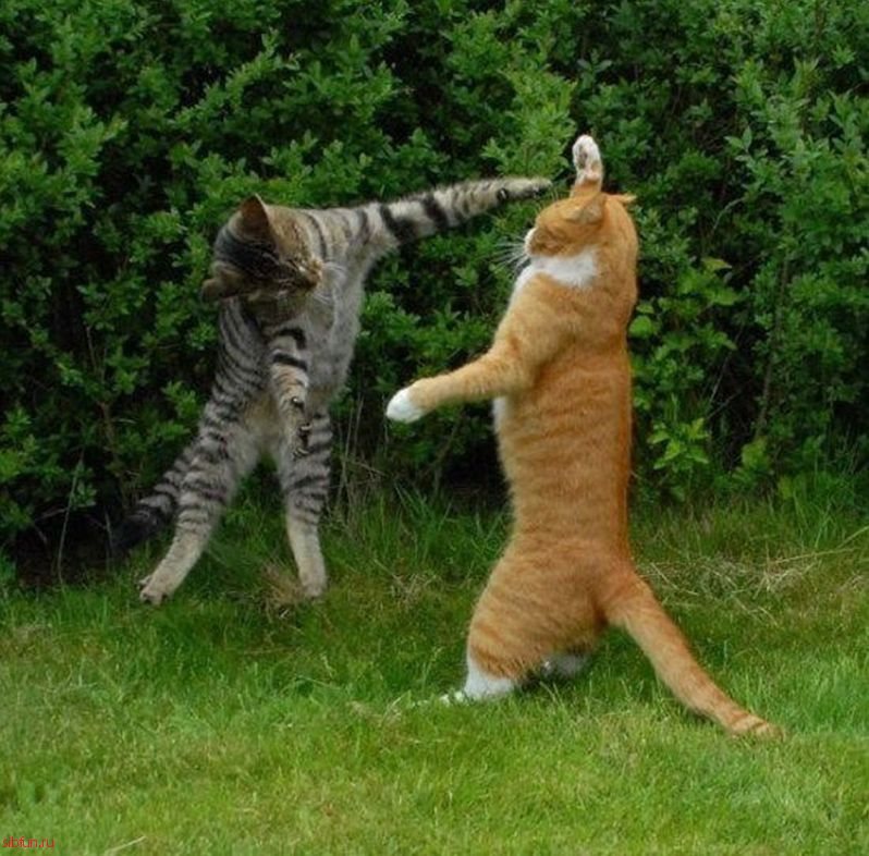 10 эпичных фото с битвы котов