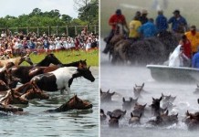 Плавающие пони острова Ассатигу