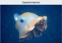 Подборка самых необычных существ Марианского желоба