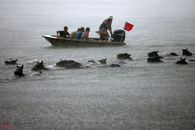 Плавающие пони острова Ассатигу