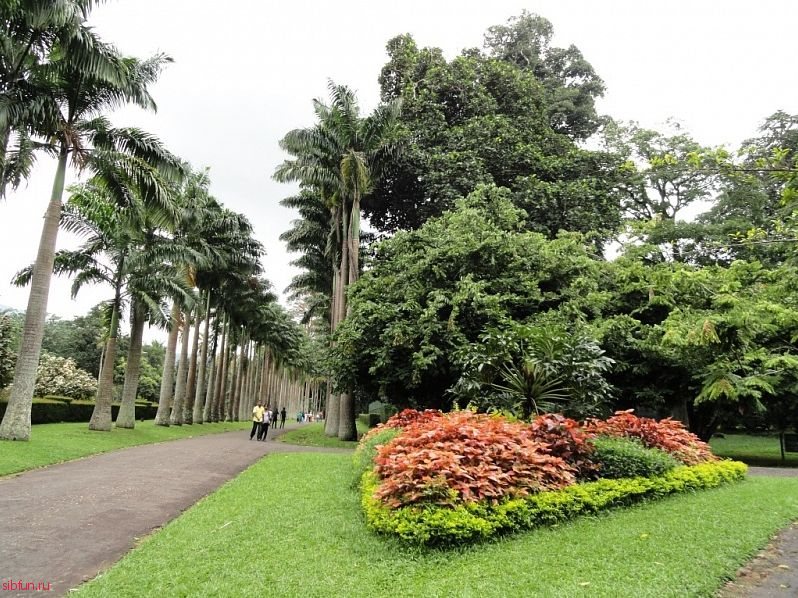 Королевский ботанический сад шри ланка фото