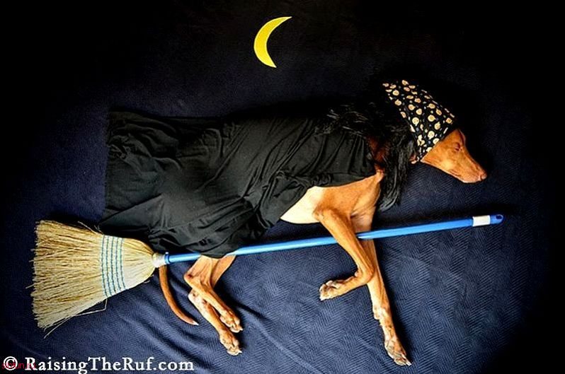 35 чудесных приключений пса Руфуса во сне