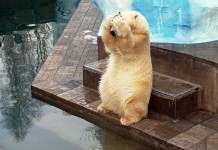 Животные, которые не умеют играть в прятки