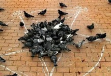 Голуби вызывают Сатану