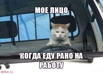 Автоприколы