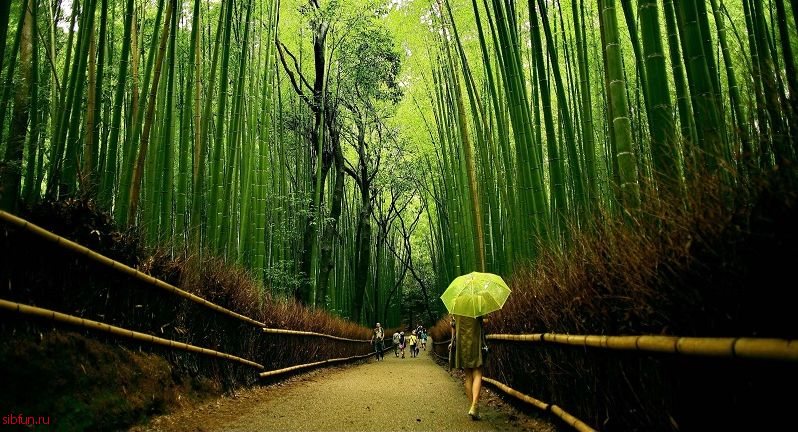 Бамбуковый лес Сагано в Японии