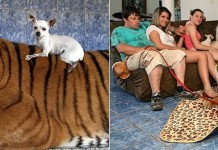 В бразильской семье живут домашние тигры