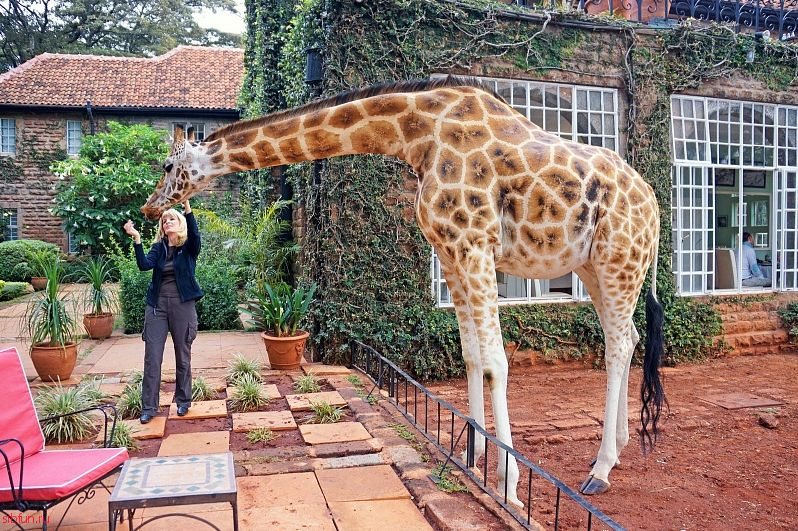 Необычные отели Африки – The Giraffe Manor