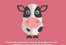 Интересные факты о братьях наших меньших