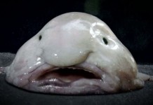 Рыбу-каплю признали самой причудливой рыбой на планете