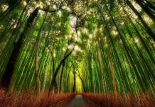Бамбуковый лес Сагано в Японии