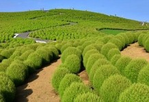 Самые красивые парки мира: Парк Хитачи-Сисайд в Японии (35 фото)