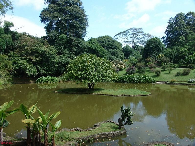 Королевский ботанический сад в Перадении, Шри-Ланка
