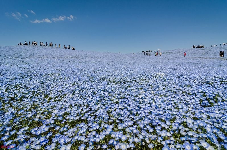 Самые красивые парки мира:  Парк Хитачи-Сисайд в Японии (35 фото)