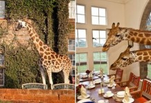 Необычные отели Африки – The Giraffe Manor