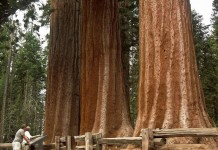 Национальный парк Секвойя