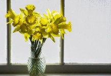 10 комнатных растений, которые опасны для детей и домашних животных