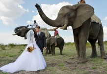 Свадьба на слонах. Фоторепортаж из Зимбабве