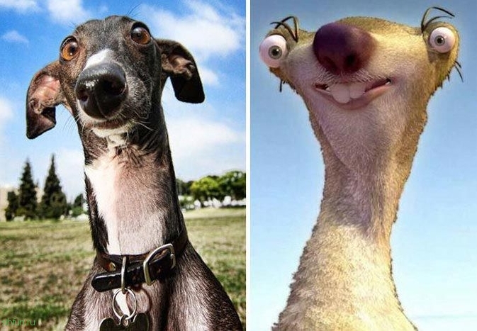 20 смешных собак, напоминающих что угодно, только не животных