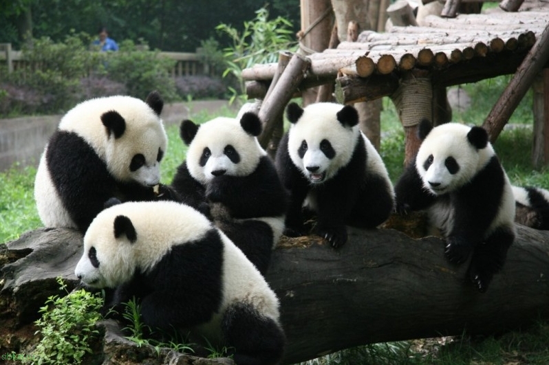 В китайском зоопарке панда родила тройню