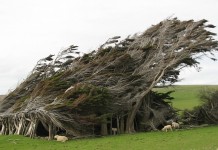 Невообразимые деревья Новой Зеландии