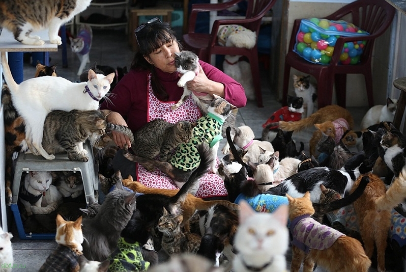 Медсестра из Перу приютила 175 больных бездомных кошек