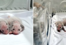 В китайском зоопарке панда родила тройню