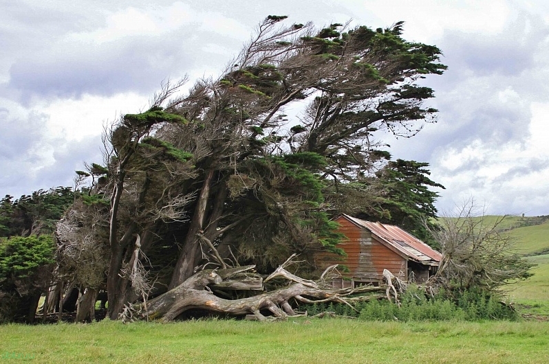 Невообразимые деревья  Новой Зеландии