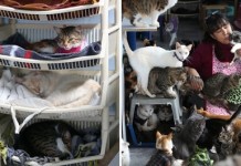 Медсестра из Перу приютила 175 больных бездомных кошек