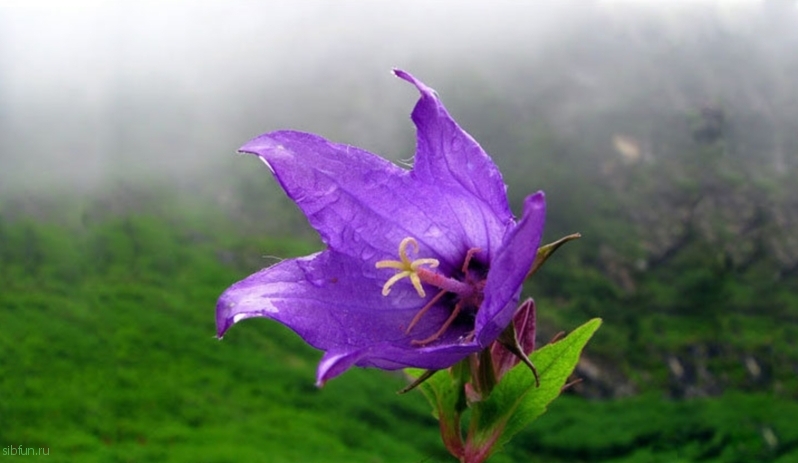 Фотопутешествие по долине цветов (Индия)