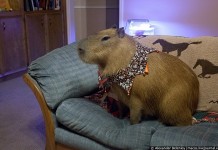 Домашняя Капибара