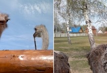 Страусиная ферма в Барнауле