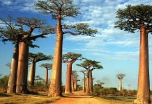 Баобаб – символ Африки