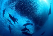 Великий ход сардин в Южной Африке. Фото и видео