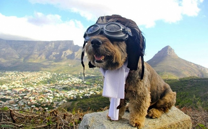 Оскар - самый знаменитый пёс путешественник в мире