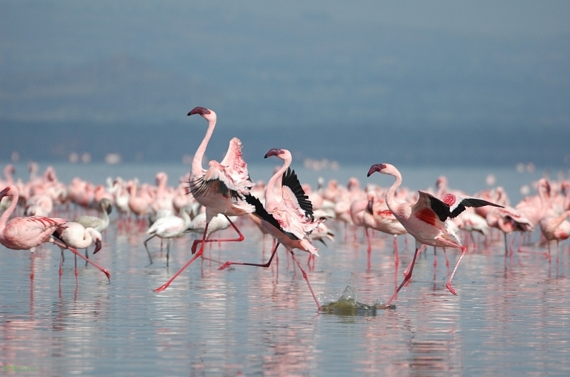 Необычное озеро Натрон в Танзании