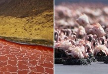 Необычное озеро Натрон в Танзании