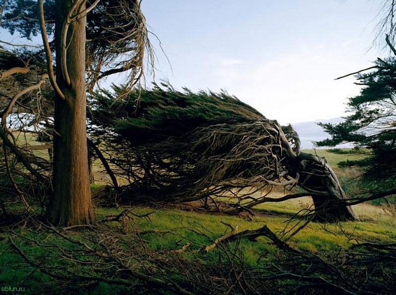 Невообразимые деревья  Новой Зеландии