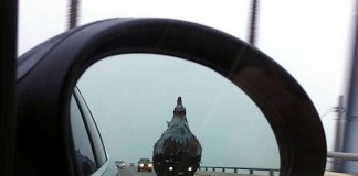 20 удивительных вещей, которые можно увидеть на дороге