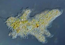 Кто передивет ядерную войну