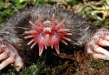 Самые необычные животные мира