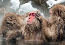Макаки наслаждаются спа-процедурами в «Адской долине»