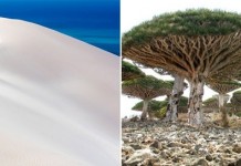 Неземные пейзажи Сокотры