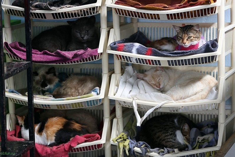 Медсестра из Перу приютила 175 больных бездомных кошек
