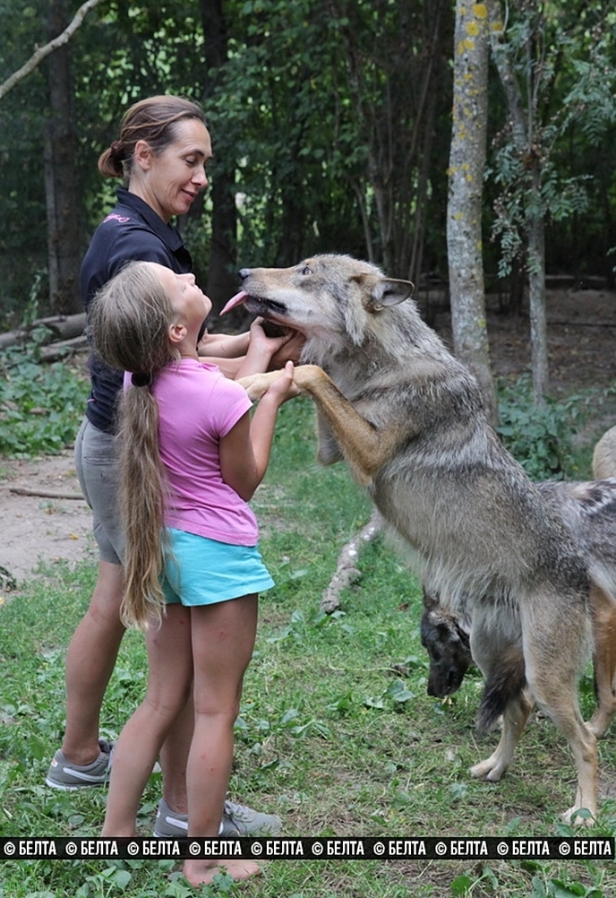 Волчья семья