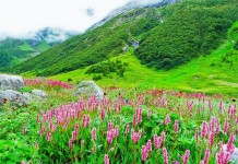 Фотопутешествие по долине цветов (Индия)